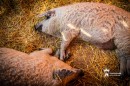 Mangalica fesztivál