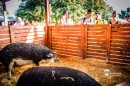 mangalica-5.jpg