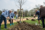 Halesz ligetben, az Alsótekeresi Faiskolától érkezett növények ültetése