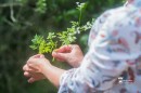 A gyógynövények nyomában - Lencsés Rita könyve