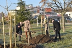 Faültetés a Petőfi parkban