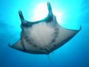 447-Manta.jpg