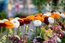 Punkosdi_viragalom-0083.JPG