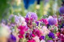 Punkosdi_viragalom-0106.JPG