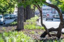  Rakoczi_utca savelvalaszto-0042.JPG