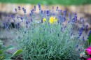 Felhivas_kozossegi_ontozesre-0098.JPG