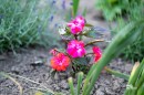 Felhivas_kozossegi_ontozesre-0099.JPG