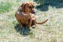 Tacsi_tali-0061.JPG