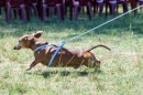 Tacsi_tali-0104.JPG
