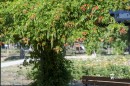 Viragos_Magyarorszag_zsuri-0001.jpg