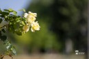 Viragos_Magyarorszag_zsuri-0002.jpg