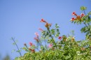 Viragos_Magyarorszag_zsuri-0038.jpg
