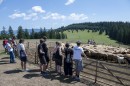 Erdei_kirandulas-0205.jpg