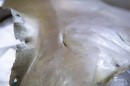  Bronzkori_pancel-0125.JPG