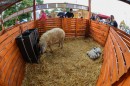 Mangalica_Fesztival-0319.jpg