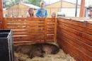 IV. Székesfehérvári Mangalica Fesztivál 2015.  008.jpg