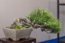 bonsai_suiseki_02.jpg