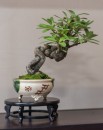 bonsai_suiseki_03.jpg