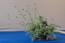 bonsai_suiseki_04.jpg