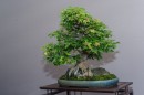 bonsai_suiseki_06.jpg