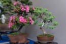 bonsai_suiseki_07.jpg