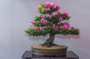 bonsai_suiseki_08.jpg