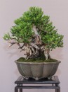 bonsai_suiseki_09.jpg
