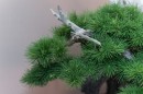 bonsai_suiseki_10.jpg
