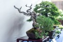 bonsai_suiseki_11.jpg