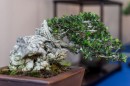 bonsai_suiseki_13.jpg