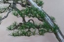 bonsai_suiseki_15.jpg