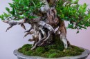 bonsai_suiseki_24.jpg